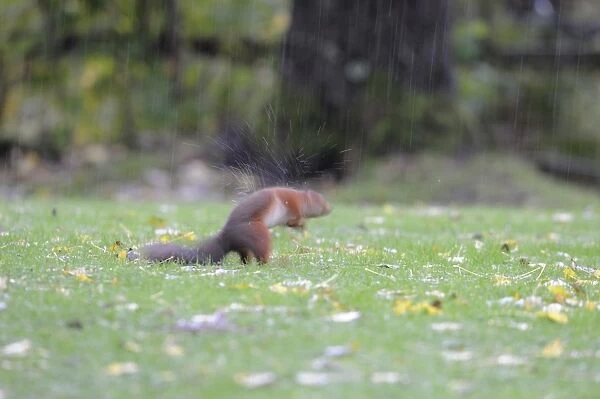 Eurasian Red Squirrel (Sciurus vulgaris) adult, shaking water from fur, standing on garden lawn during heavy rainfall
