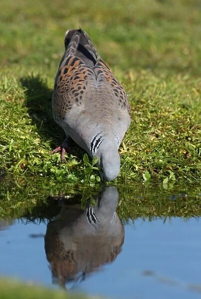 Eurasian Turtle-dove (Streptopelia turtur) adult, drinking from pond, Norfolk, England, june