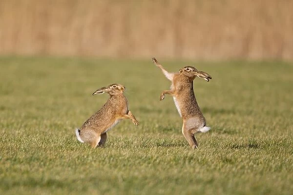 European Hare (Lepus europaeus) adult pair, boxing, female fighting off male in field, Suffolk, England, january
