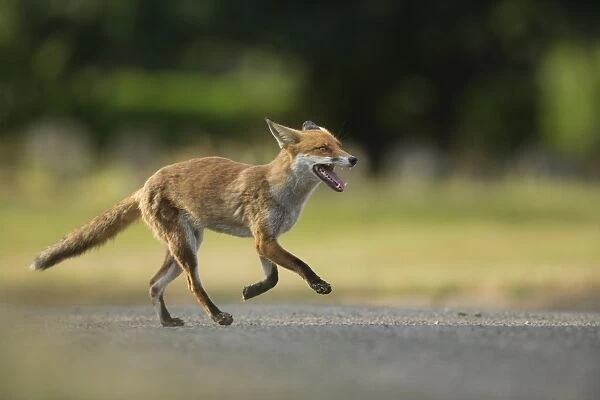 European Red Fox (Vulpes vulpes) adult, running on path of urban cemetery in evening, London, England, July