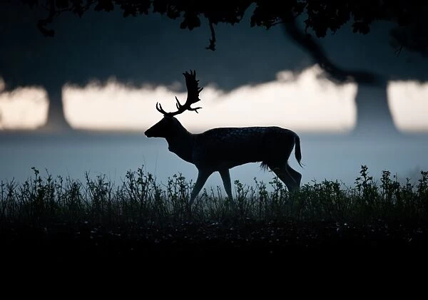 Fallow Deer (Dama dama) buck, walking, silhouetted at dawn, Norfolk, England, october