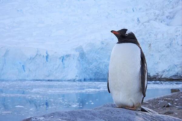 Gentoo Penguin (Pygoscelis papua) adult, standing on rock, with glacier in background, Neko Harbour