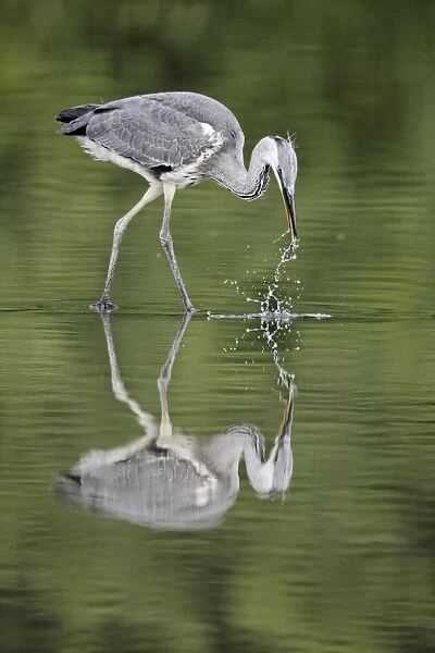 Grey Heron (Ardea cinerea) juvenile, fishing, standing in water with reflection, Midlands, England, july