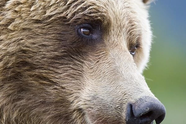 Grizzly Bear (Ursus arctos horribilis) adult, close-up of face, Katmai N. P. Alaska, U. S. A. august
