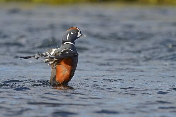 Harlequin Duck (Histrionicus histrionicus) adult male, breeding plumage, flapping wings on river, River Laxa, Iceland