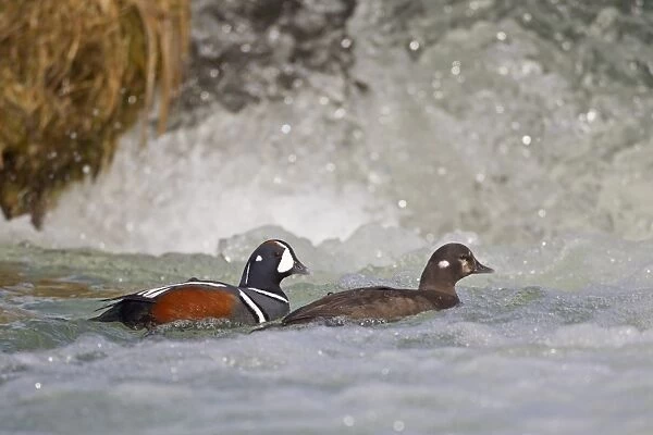 Harlequin Duck (Histrionicus histrionicus) adult pair, breeding plumage, swimming beside waterfall, River Laxa, Myvatn