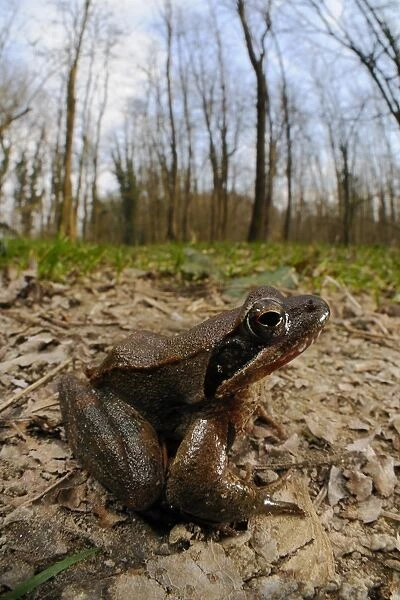 Italian Agile Frog (Rana latastei) adult, sitting on floor of woodland habitat, Italy, march