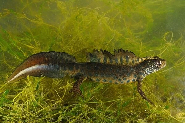 Italian Crested Newt (Triturus carnifex) adult male, amongst weed underwater, Italy, may