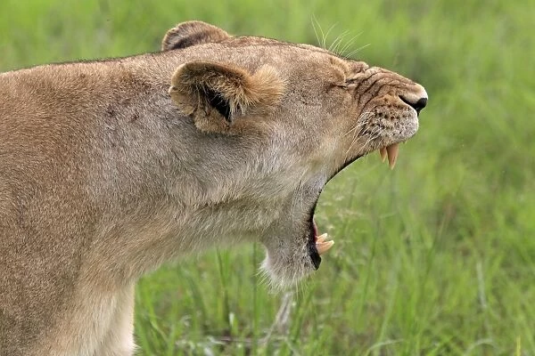 Lion (Panthera leo) adult female, yawning, close-up of head, Sabi Sabi Game Reserve, Kruger N. P. South Africa