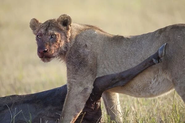 Masai Lion (Panthera leo nubica) immature female, with bloody face, feeding on White-bearded Wildebeest