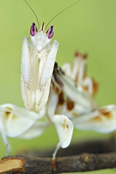 Orchid Mantis (Hymenopus coronatus) adult female, close-up of head and forelegs