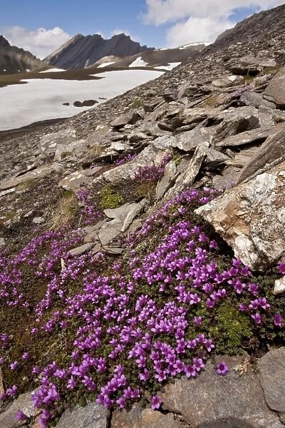 Purple Saxifrage (Saxifraga oppositifolia) flowering mass, growing in mountain habitat, Col Agnel, Queyras