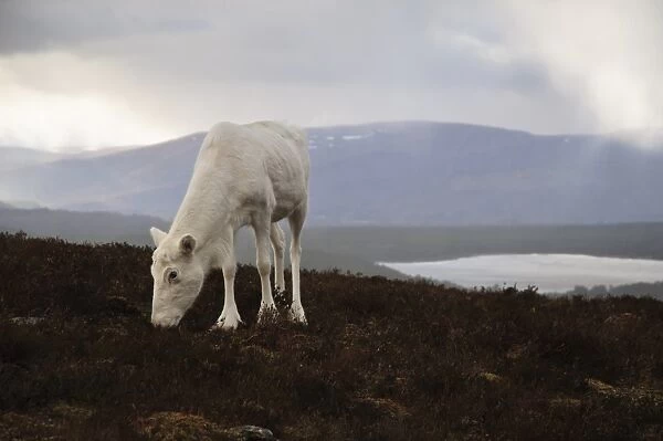 Reindeer (Rangifer tarandus) adult, without antlers, browsing on heather moorland with small lochan in background