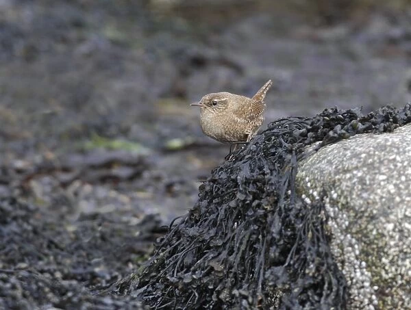 Shetland Wren (Troglodytes troglodytes zetlandicus) adult, perched on seaweed covered rock on foreshore, West Mainland