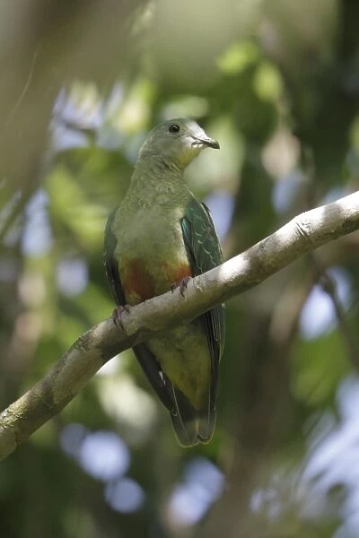 Silver-capped Fruit-dove (Ptilinopus richardsii cyanopterus) adult female, perched on branch, Rennell Island
