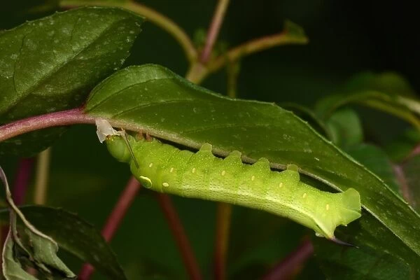 Silver-striped Hawkmoth (Hippotion celerio) fully grown final instar larva, feeding on recently shed skin, captive bred