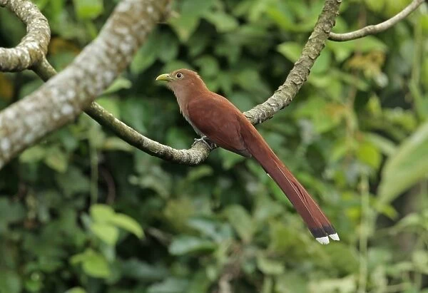 Squirrel Cuckoo (Piaya cayana thermophila) adult, perched on branch, Chagres River, Panama, November