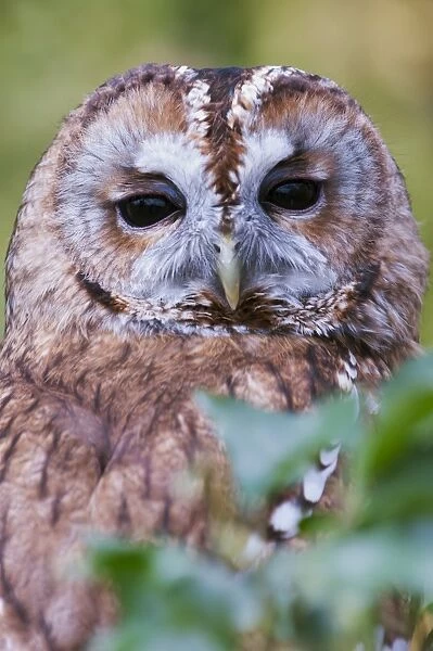 Tawny Owl (Strix aluco) adult, close-up of head, Berkshire, England, April (captive)