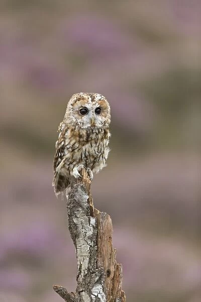 Tawny Owl (Strix aluco) adult, perched on stump, with flowering heather in background, England, August (captive)