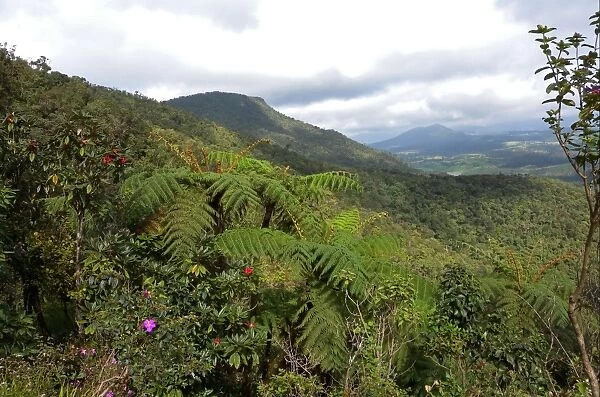View over lush mountain forest habitat, Central Highlands, Sri Lanka, december
