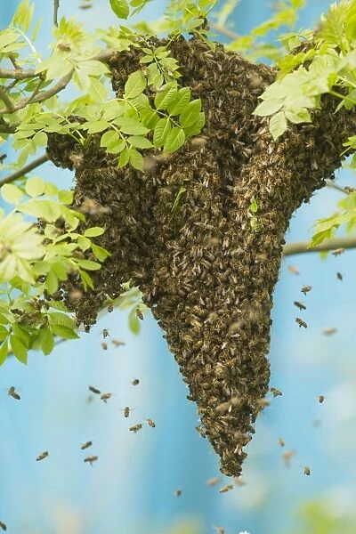 Western Honey Bee (Apis mellifera) swarm, hanging from branch of tree, Sheffield, South Yorkshire, England, May