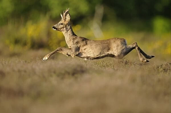 Western Roe Deer (Capreolus capreolus) buck, running through heather, Netherlands, May