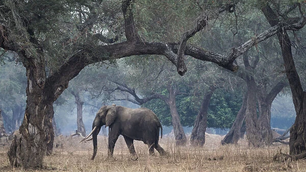 Africa, Zimbabwe, Mana Pools National Park. Elephant walking among trees. Credit as