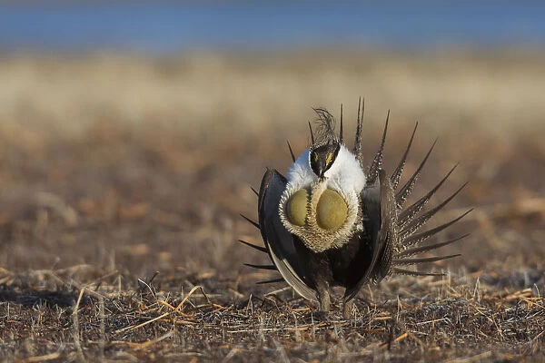 Greater sage-grouse, courtship performance