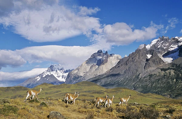 Guanaco (Lama guanicoe) herd with the landmark Cuernos del Paine in the background, Chile