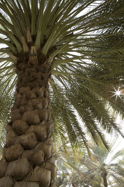 Palm tree from below. Oman