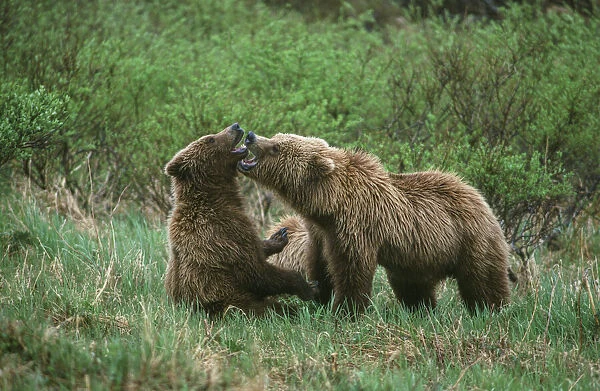 Play behavior between Sow and Cub Brown Bear, McNeil River State Game Reserve, Alaska