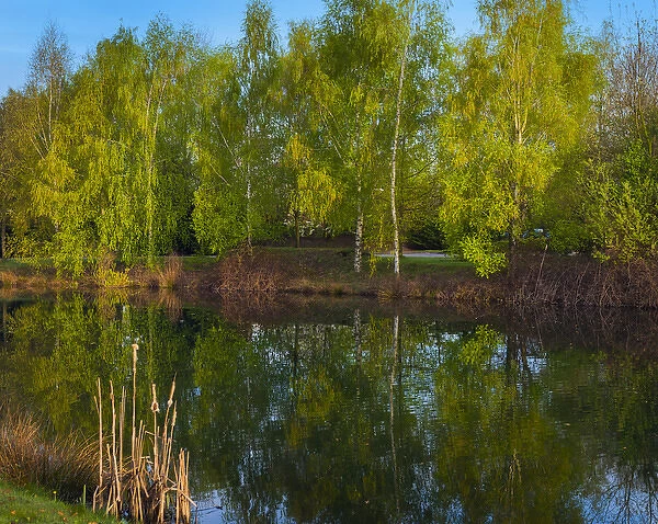 Tree reflections in a pond