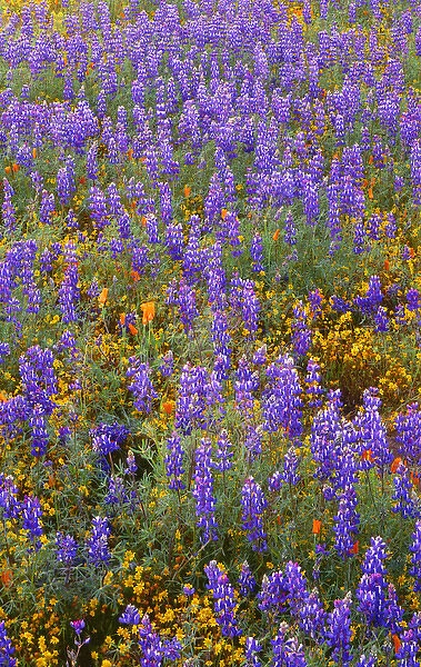 USA, California, Carrizo Plain National Monument, Dense spring bloom of Douglas lupine