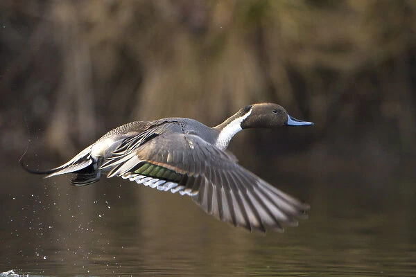 USA, Washington State. Male Northern Pintail (Anas acuta) takes flight from a pond
