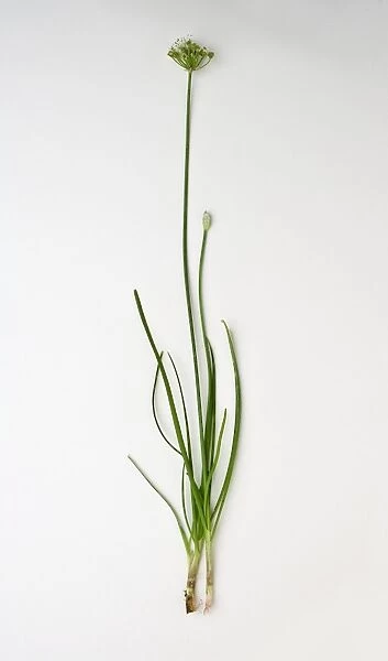 Allium tuberosum (Garlic chives) stem with leaves and flower