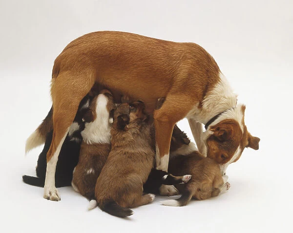 Brown and white bitch (Canis familiaris) feeding litter of puppies, standing up, side view