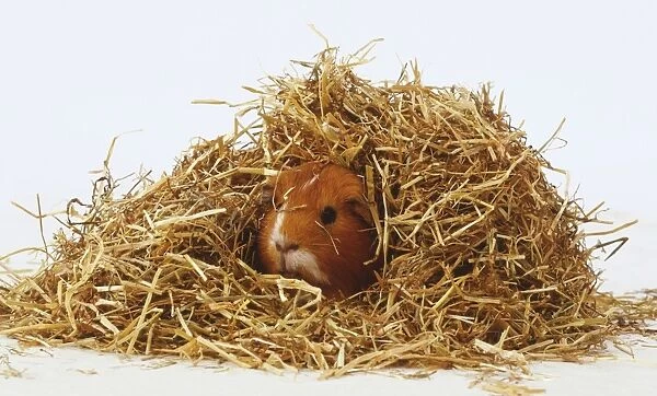Head of orange Guinea Pig (Cavia porcellus) peeking out from underneath stack of hay, front view