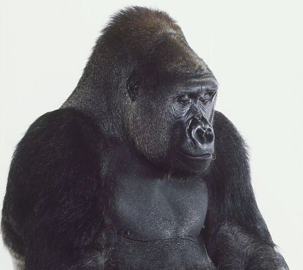 Head and upper torso of adult male Silverback Lowland Gorilla, brown-black fur, black skin, looking pensively towards ground, angled front view