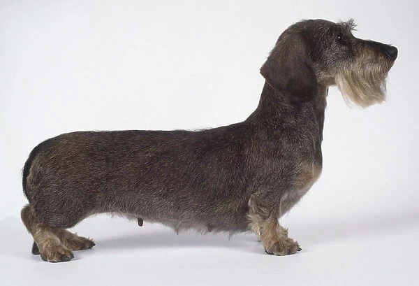 Miniature wire haired dachshund: miniature dachshund, on all fours, side on