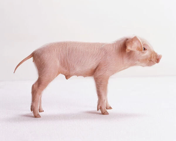 Newborn piglet (Sus domestica), side view