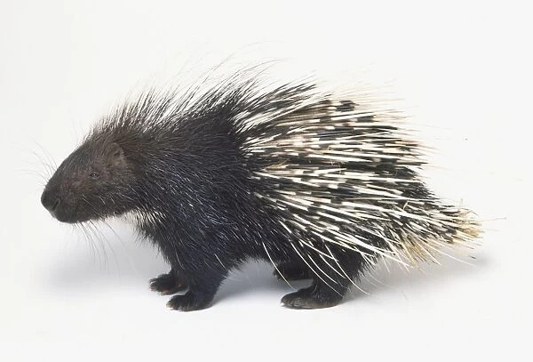 Porcupine viewed from the side