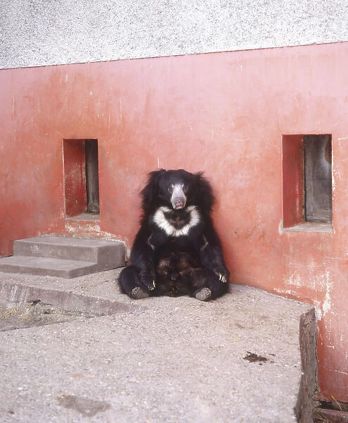 Sloth bear (Melursus ursinus) sitting up against a wall, front view