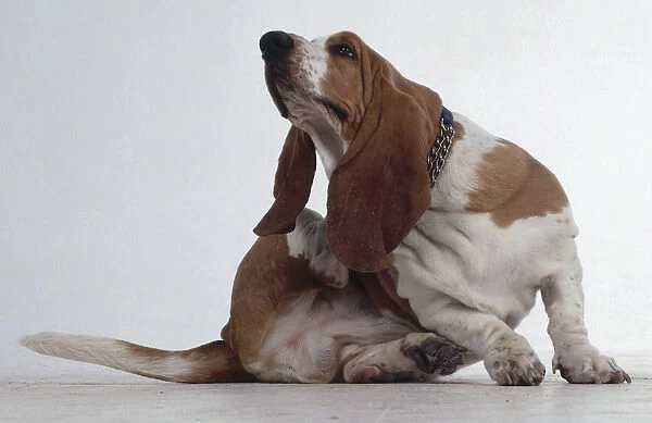 A squat brown and white Basset Hound scratches with its hind leg under its long dangling ear