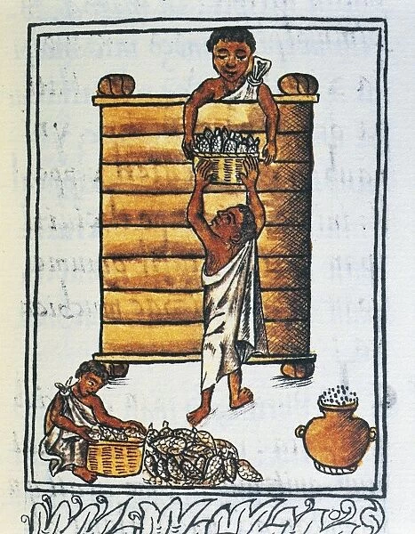 Storage of corn in the barn by Fra Bernardino de Sahagun from The Code of Florence Historia general de las cosas de Nueva Espana in Spanish and Nahuatl, facsimile, 16th century