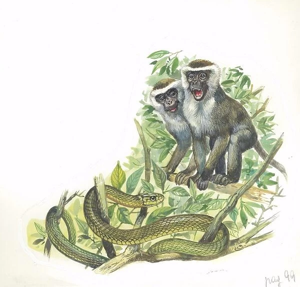 Vervet or Green Monkeys Chlorocebus aethiops giving alarm calls to signal the presence of snake, illustration