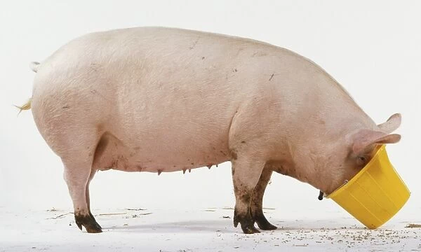 Side view of one-year-old pig with head in yellow bucket