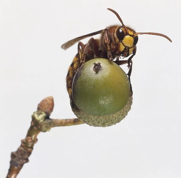 Wasp (hymenoptera) perched on green acorn, front view