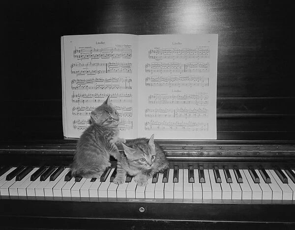 Two kittens sitting on piano keyboard by sheet music