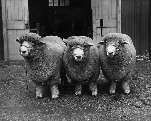 Three Woolly Sheep