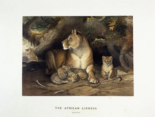 The African Lioness, c. 1880-1883 (hand-coloured lithograph)